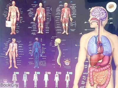 پوستر آناتومی بدن انسان 50×70 اندیشه کهن - 0